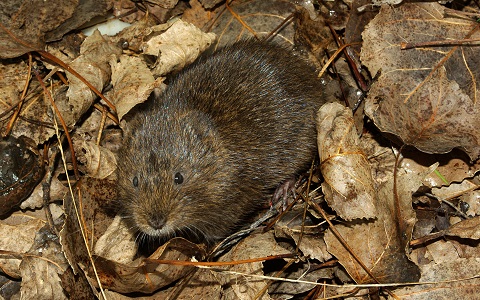Vecinos de un pueblo de Valladolid denuncian plaga de ratas en lago